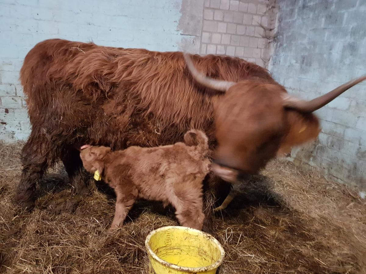 Biolandhof Dorn Highlander Vom Elbdeich * Nordleda