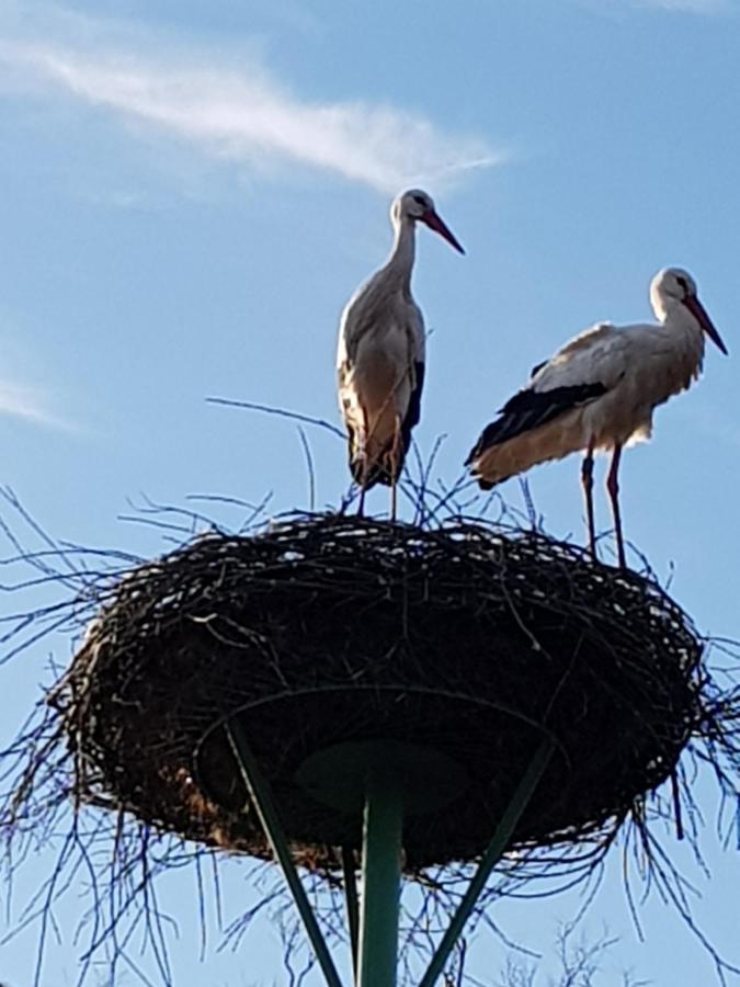 Biolandhof Dorn Highlander Vom Elbdeich